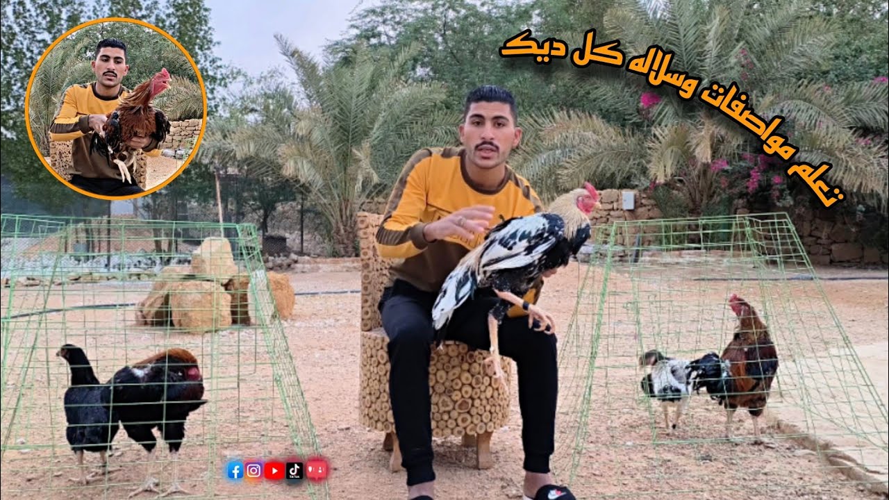 مواصفات الدجاج الباكستاني وما هو الفرق ما بين الشامو والهندي والباكستاني 🐓🎉