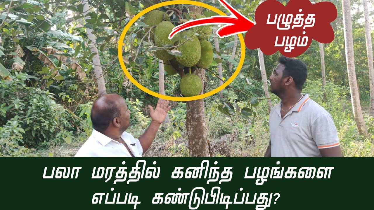 பலா மரத்தில், கனிந்த பழத்தை எப்படி கண்டுபிடிப்பது? | Jack Fruit Techniques in Tamil