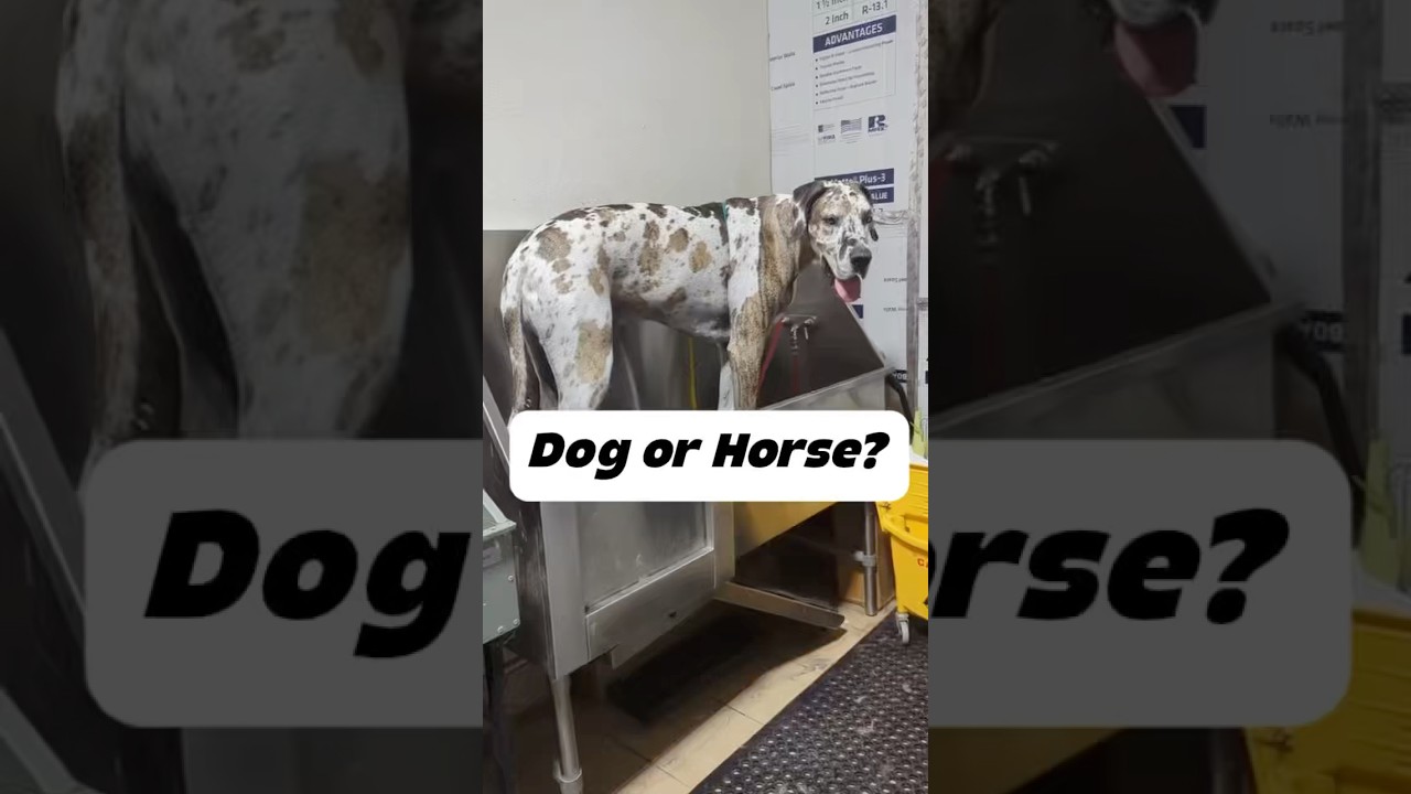 You don&rsquo;t usually see them this big #greatdane #dogbath #doggroomer #tutorial #giantdog