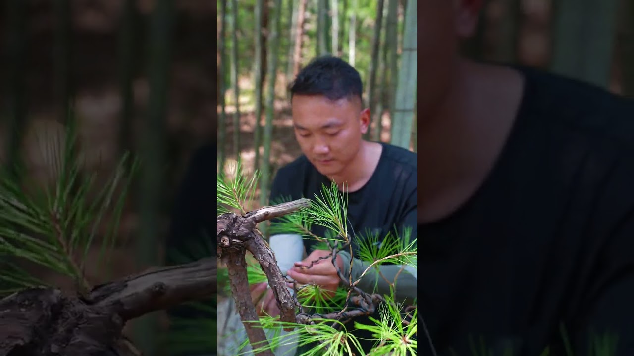 马尾松造型复整，朋友们请回家的松存活率能达到多少？#