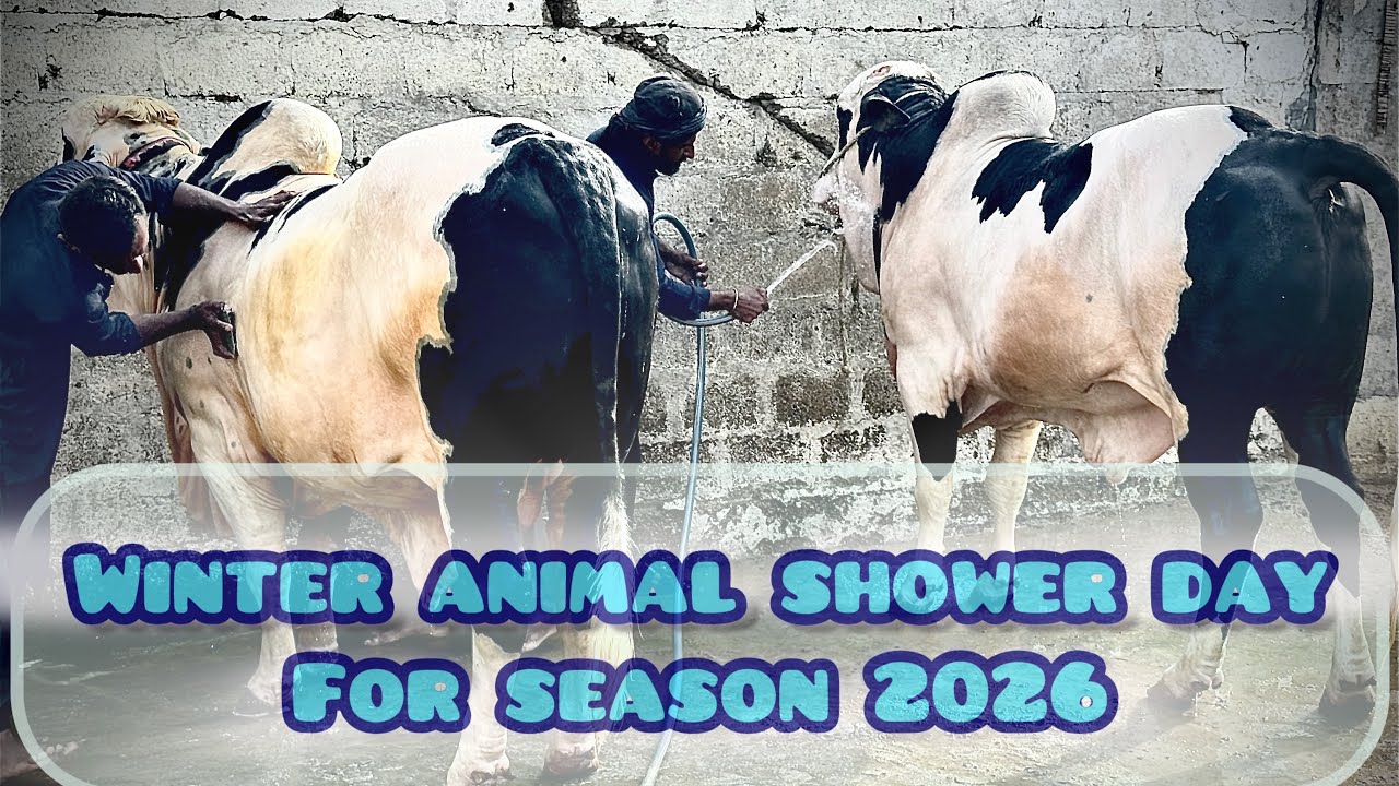 WINTER ANIMAL SHOWER DAY FOR SEASON 2026