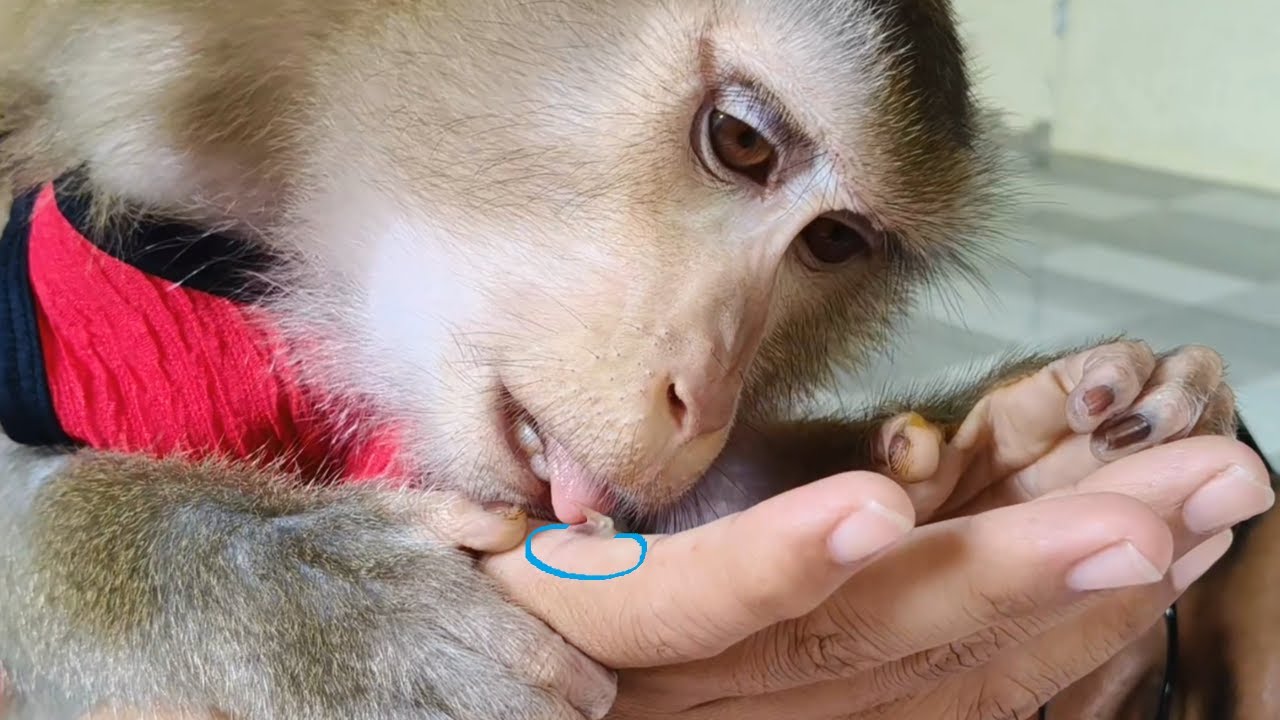 Dr LYLY Really Weird ASMR Grooming Tongue Remove Old Deed Cell Palm