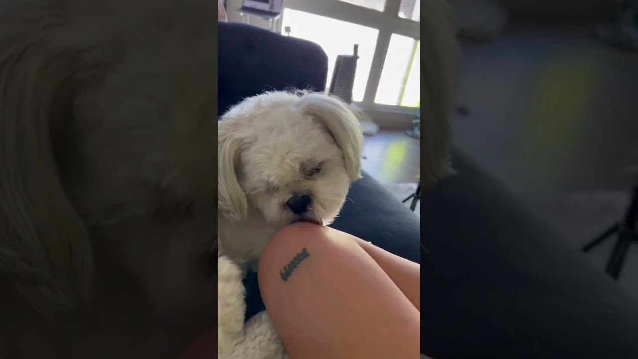 does your dog lick you like this? 🐶