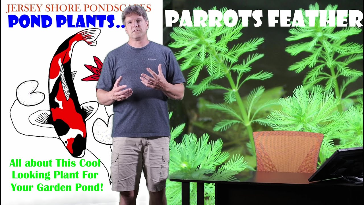 Pond Plants:  Parrots Feather