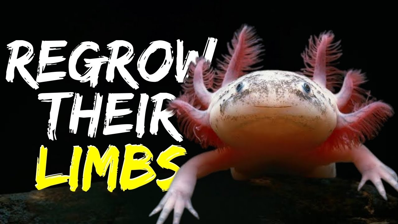 How do animals regrow their limbs