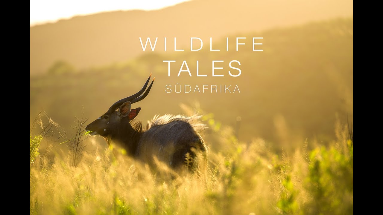 African Wildlife Tales Südafrika