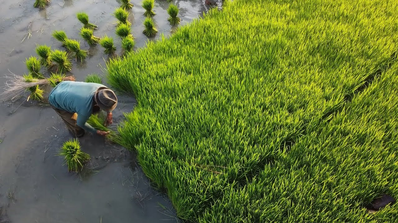 Accelerating Scaling of Low-Emissions Rice in Southeast Asia (AcceLER)