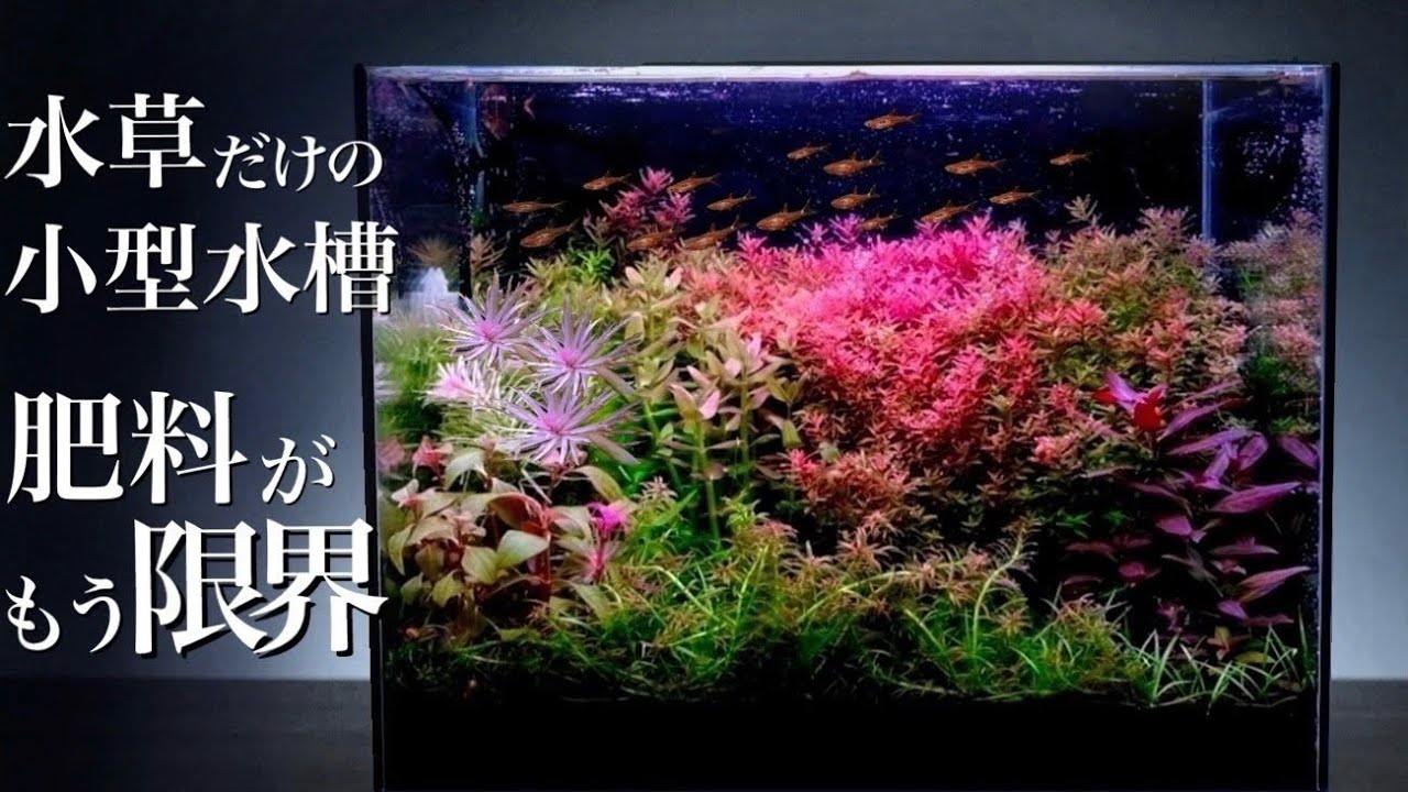 【ｱｸｱﾘｳﾑ / 立ち上げ#3】立ち上げ4ヶ月で肥料が尽きた水槽。施肥しても無駄？　日々の管理方法を紹介！　
