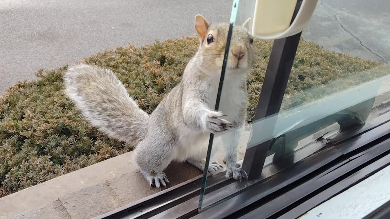 The reason this squirrel doesn't want me to close the window