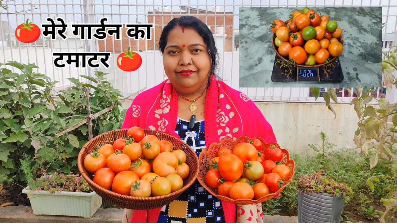 मेरे गार्डन के टमाटर का हार्वेस्टिंग 🌱💚🍅🍅✂️🥰👍👌🙏#gardening #greenlove #viral #plants #gardenplants 