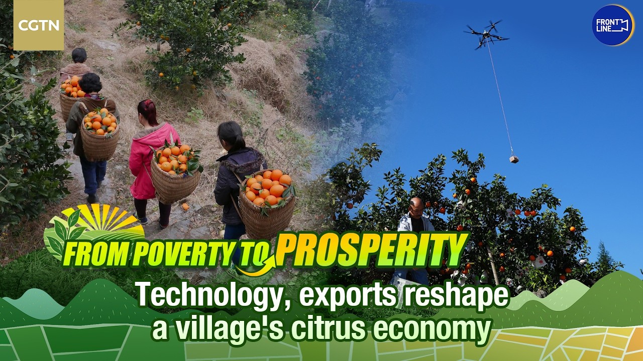 Technology, exports reshape a village's citrus economy in SW China's Chongqing