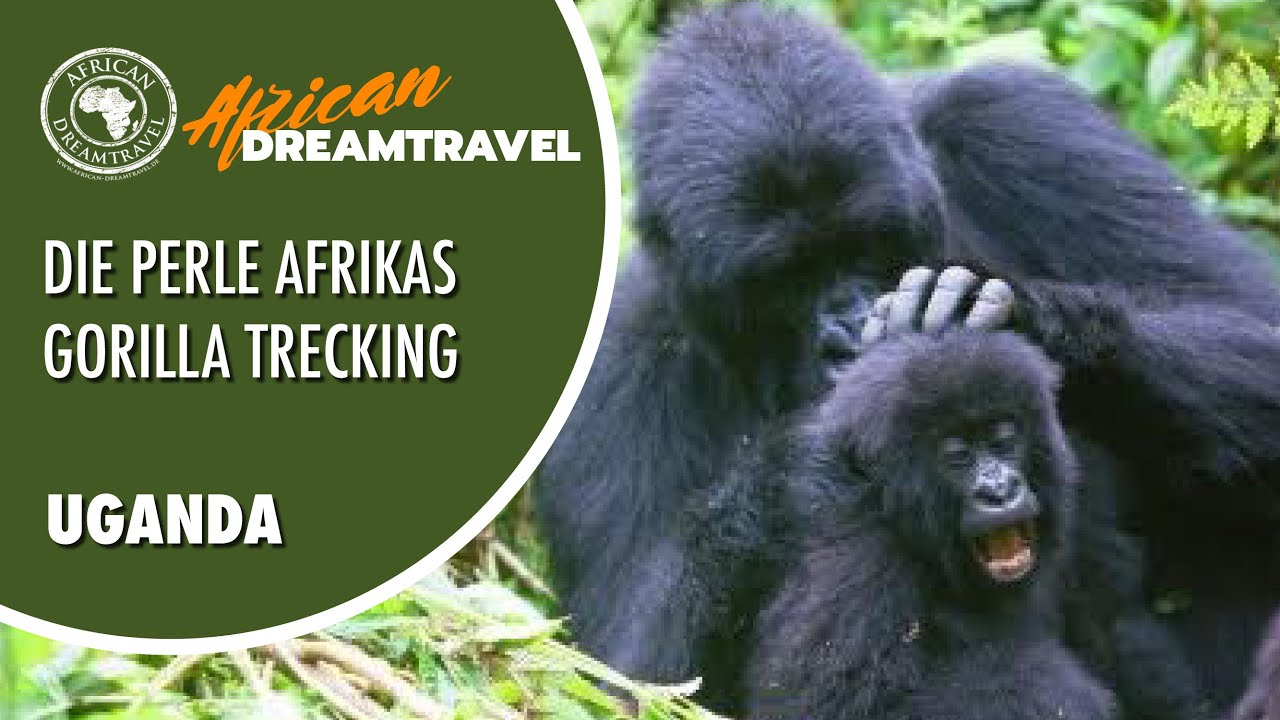 Uganda Reisen mit African Dreamtravel - Erleben Sie Gorilla Trecking und mehr