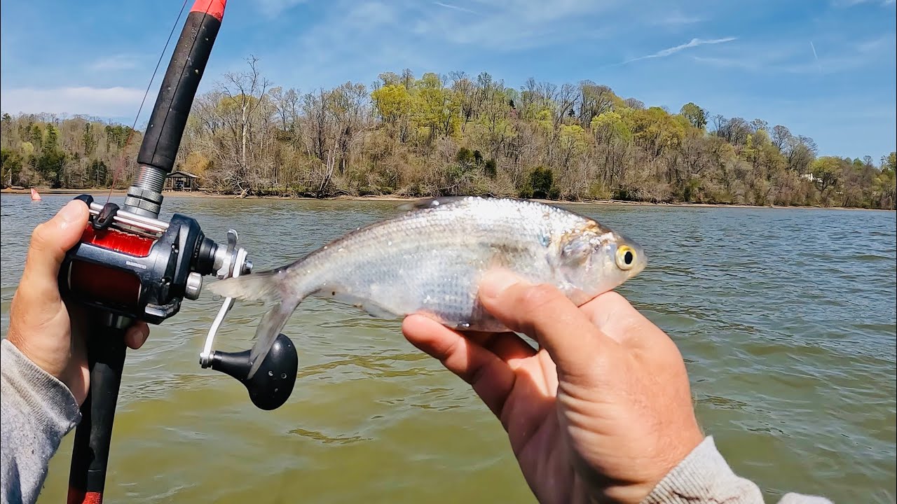 Everything Went Wrong… Until This Beast Showed Up!  Kayak Catfishing