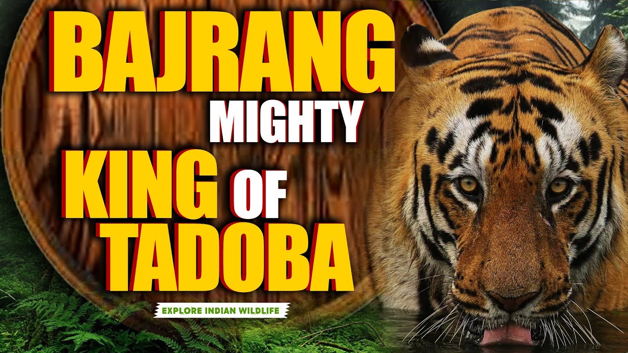 Bajrang Tiger Tadoba Story | Chota Matka vs Bajrang fight | Wildlife | Jungle Story 