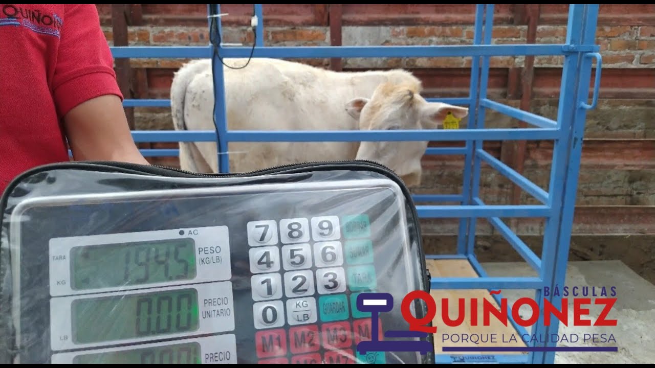 B&aacute;scula Ganadera Inal&aacute;mbrica Qui&ntilde;onez