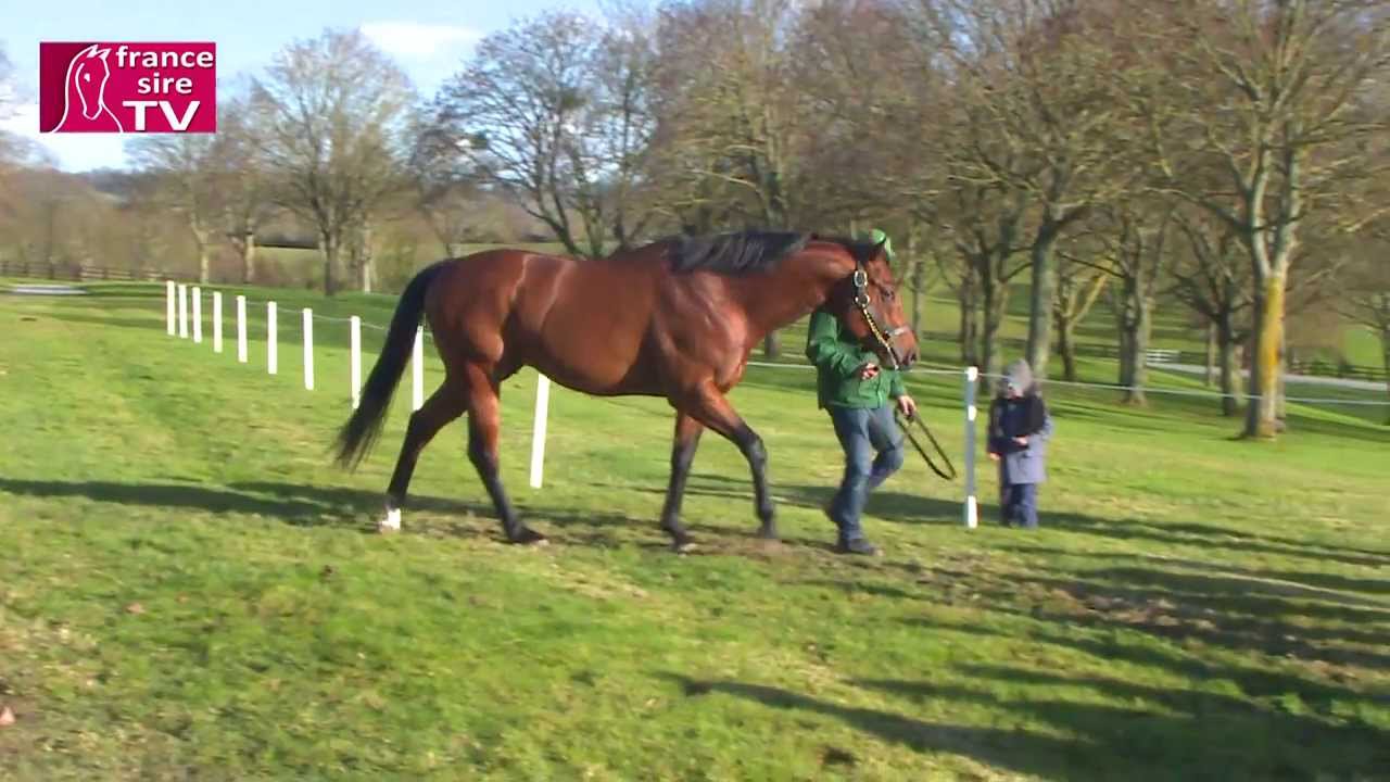 RDE 2014 : Aga Khan Studs - Haras de Bonneval (Redoute's Choice, Sinndar, Siyouni)