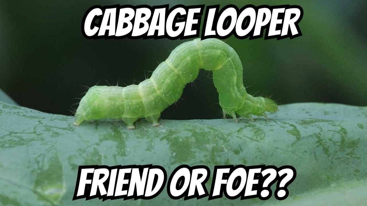 🐛 Маленький червячок, БОЛЬШОЙ ущерб! Разбор игры Cabbage Looper 💥