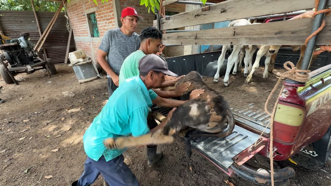 Cargando los terneros al carro del jefee 