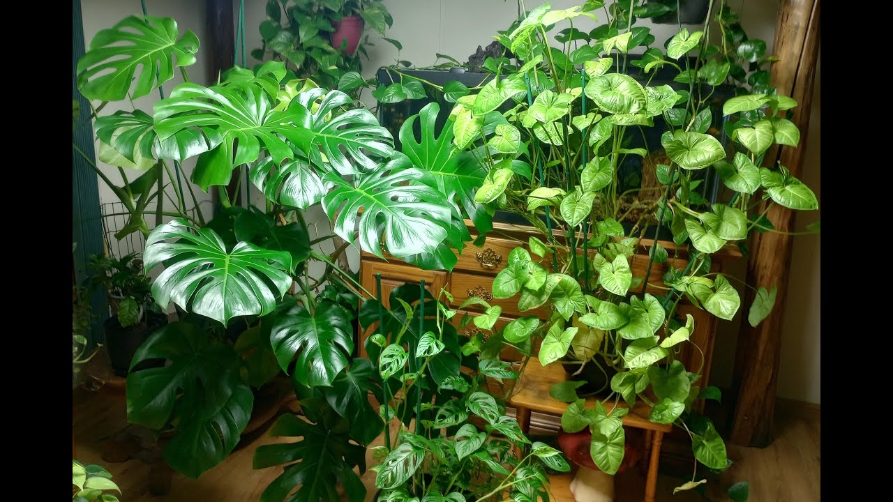 TROPICAL house plants ep1 -Tips and tricks