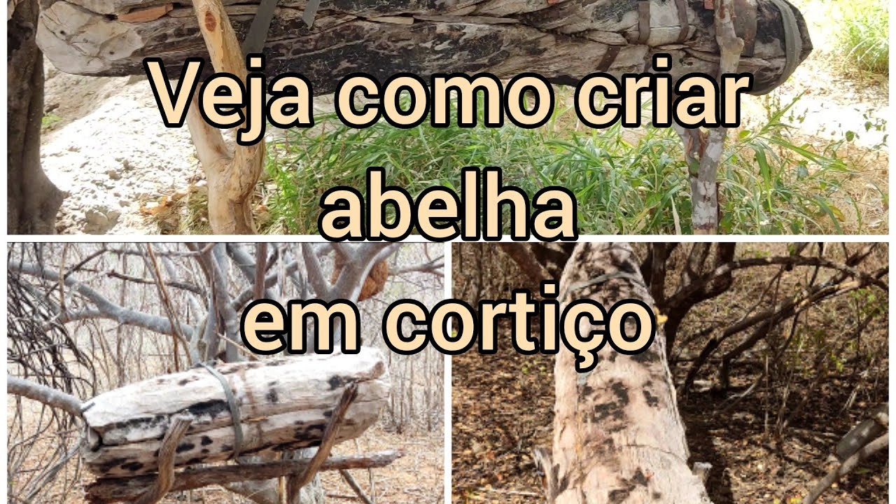 cortiços feito manualmente com abelhas #precisodehoras #monetização  #nordeste #bahia #maracás