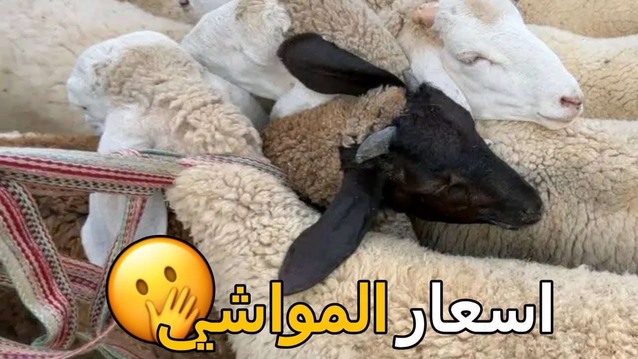 أسعار المواشي اليوم في الجزائر سوق الجلفة الاحد 08 فيفري 2026
