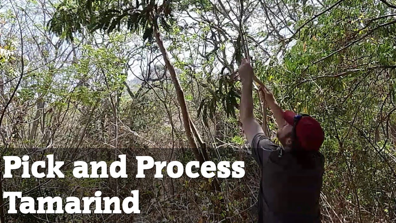Pick and process tamarind