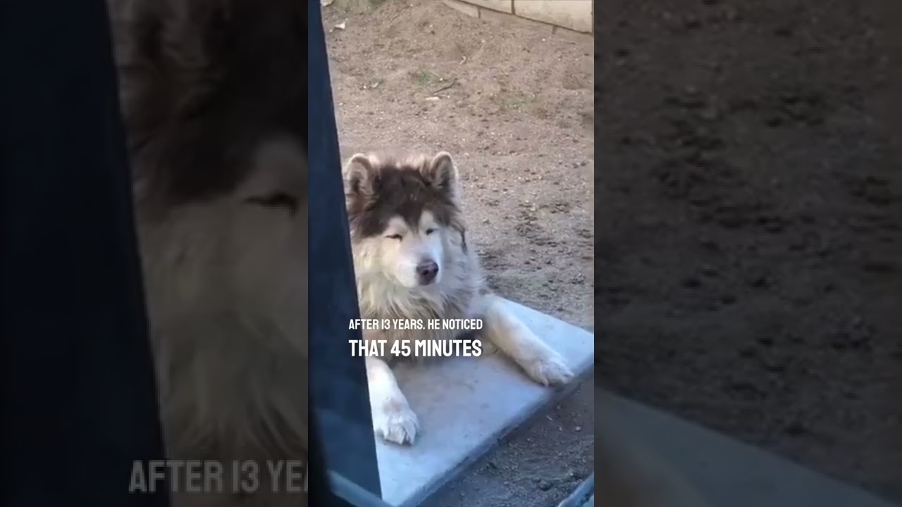 This dog knew their best friend had passed away 💔