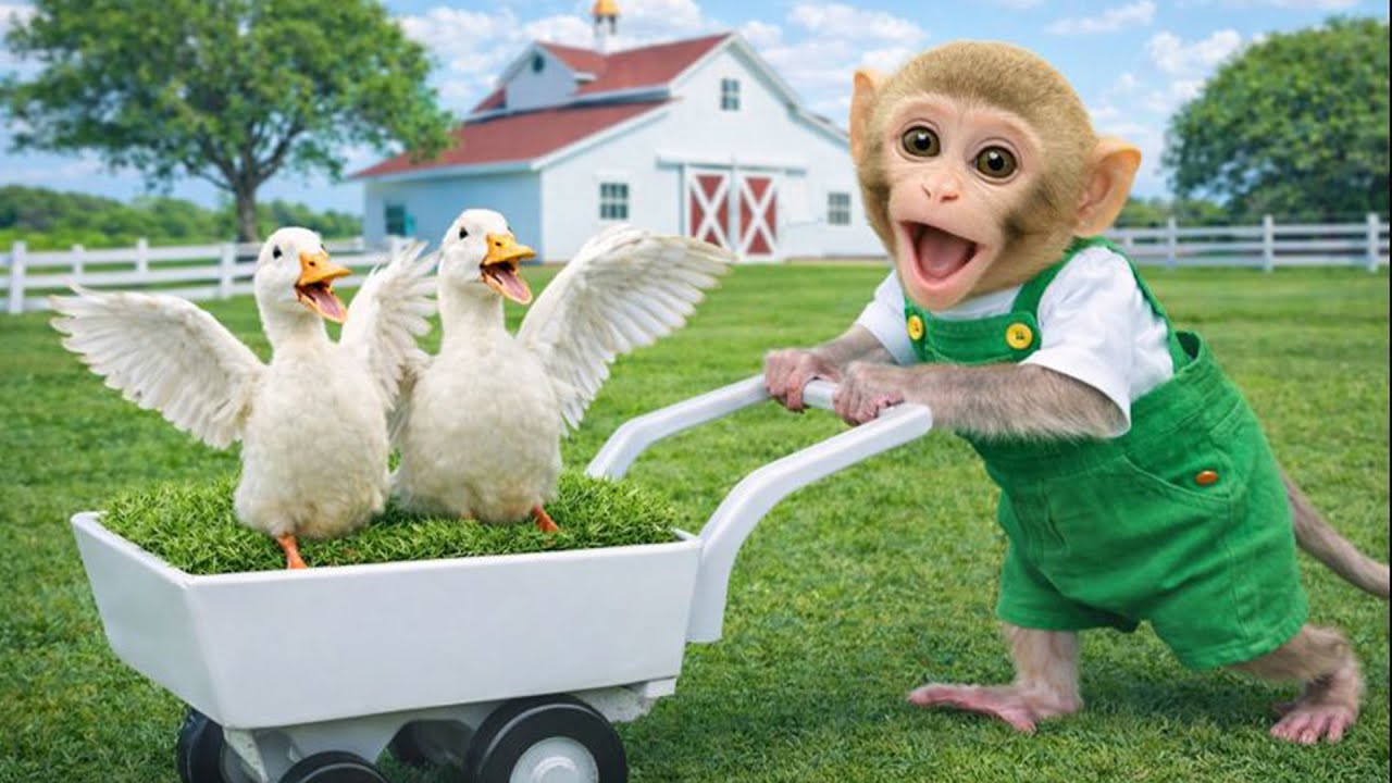 Baby monkey Bim Bim plants grass to complete the swimming pool for the white duck