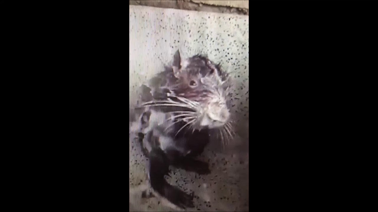 Rato tomando banho?