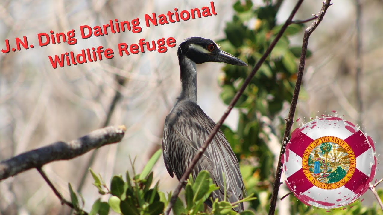 Sanibel Island J.N. Ding Darling National Wildlife Refuge Vlog