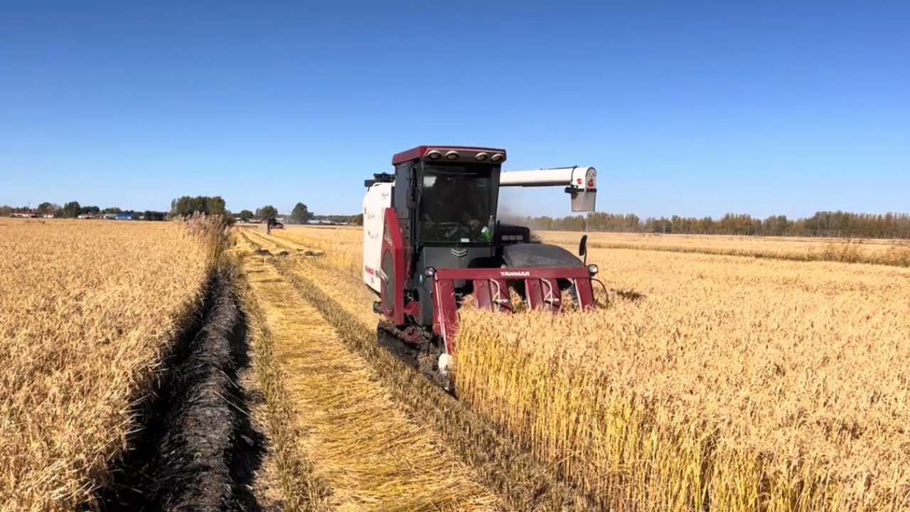 yanmar combine harvester in japan I Half feed mini combine harvester I Yanmar harvester machine