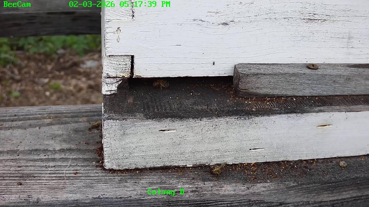 Swarm Cam at Painted Peacock Manor