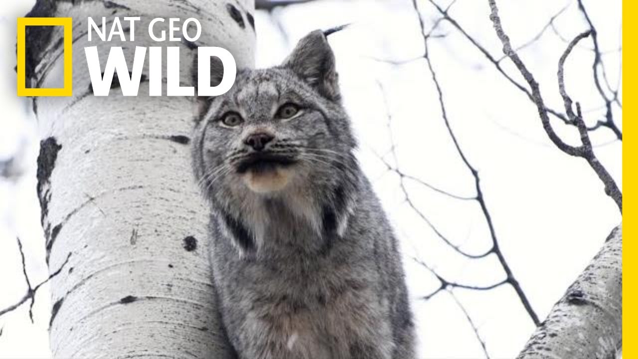 Two Lynx Cats Scream at Each Other&mdash;Can You Stand It? | Nat Geo Wild