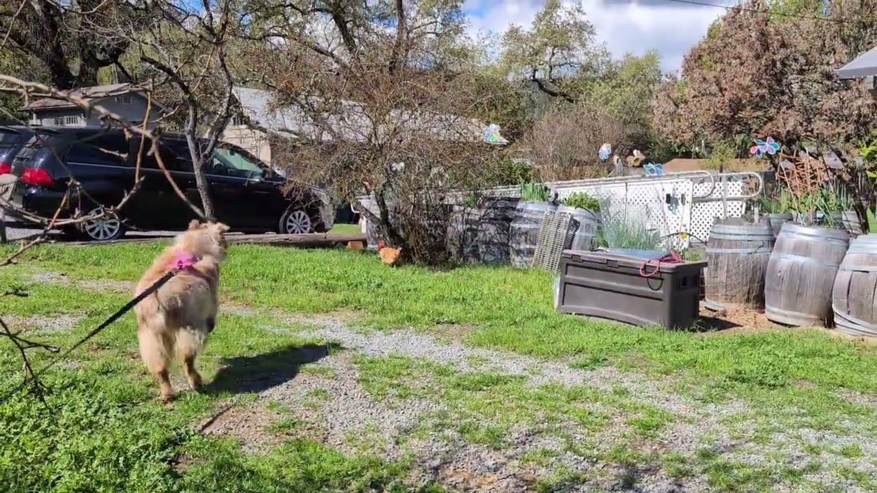 Brave Chicken Calmly Walking By While Opal Is Running Towards Her And Barking At Her Two Yards Away