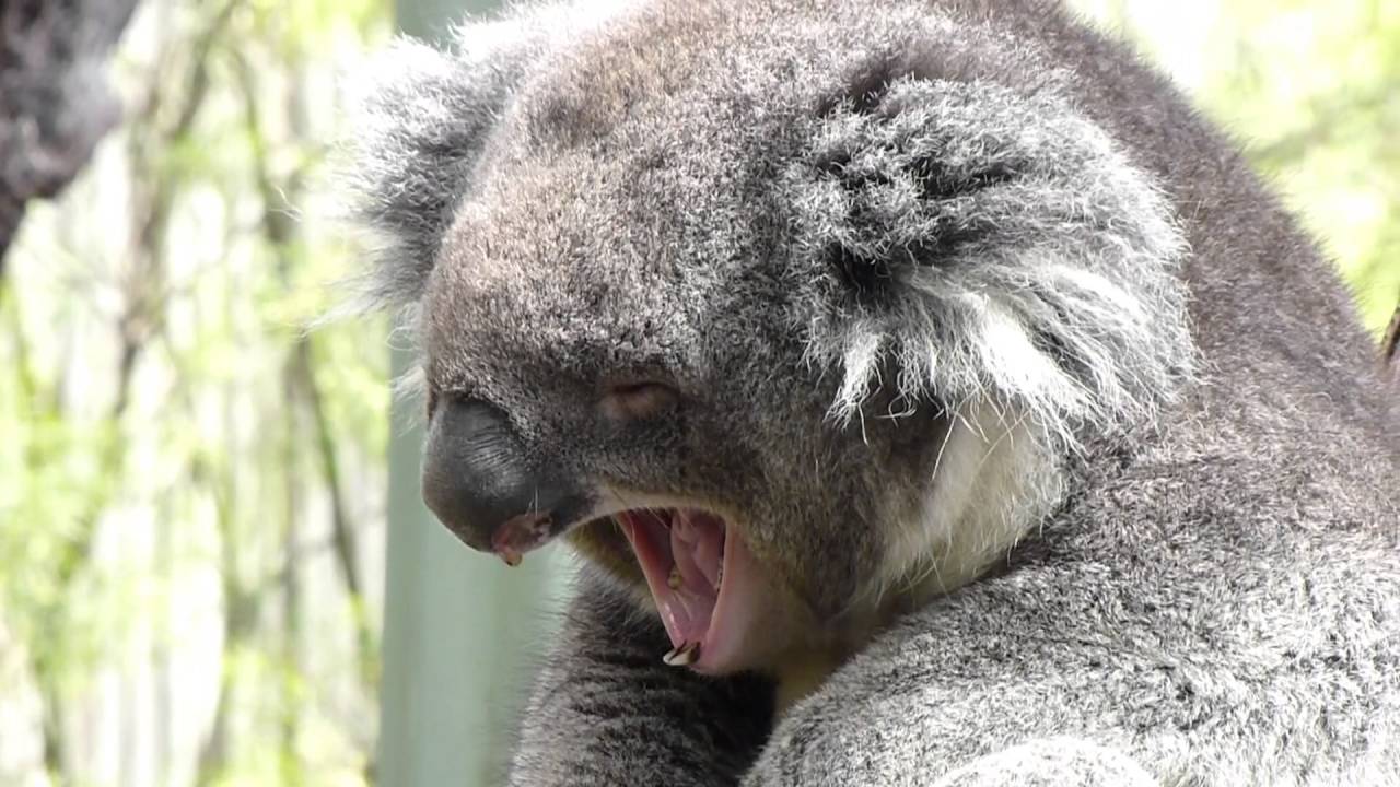 Koala Sleepy  and Yawning