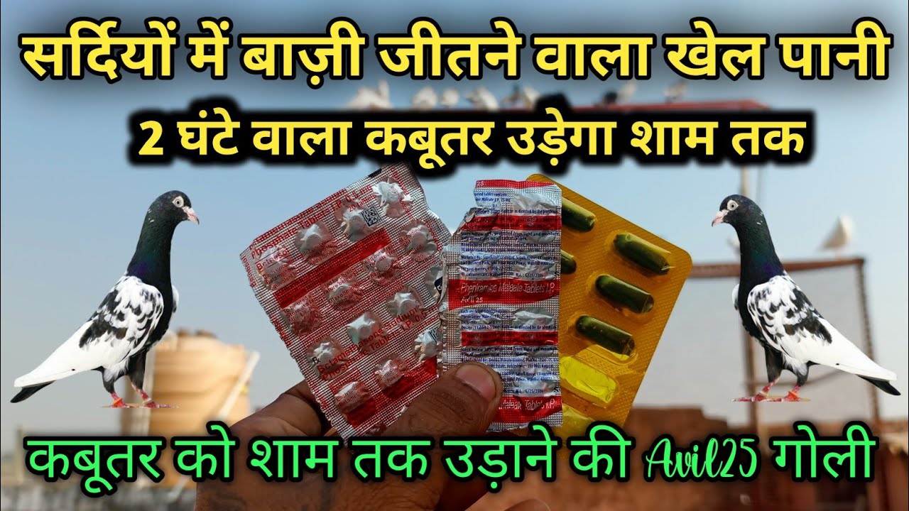 2 घंटे वाला कबूतर उड़ेगा शाम तक || बाज़ी जीतने वाला खेल पानी || Sardiyo ka khel pani #bezubaanparinda