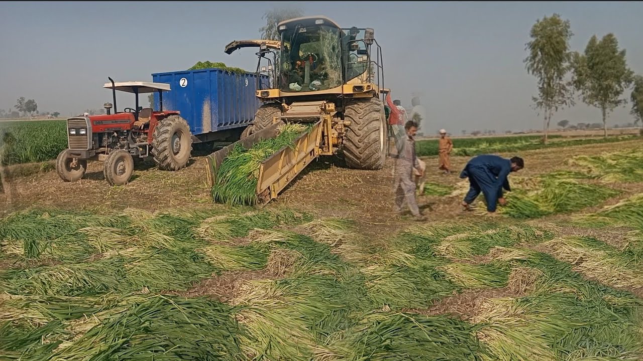 New Holland FX450 Forage Silage  working in Farm amazing farming