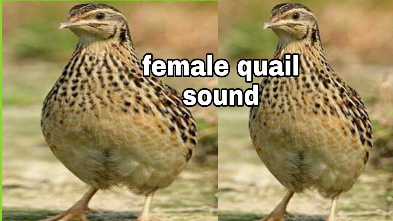 female quail sound // 2021// new female batair sound ||Sardar sajjad khan official