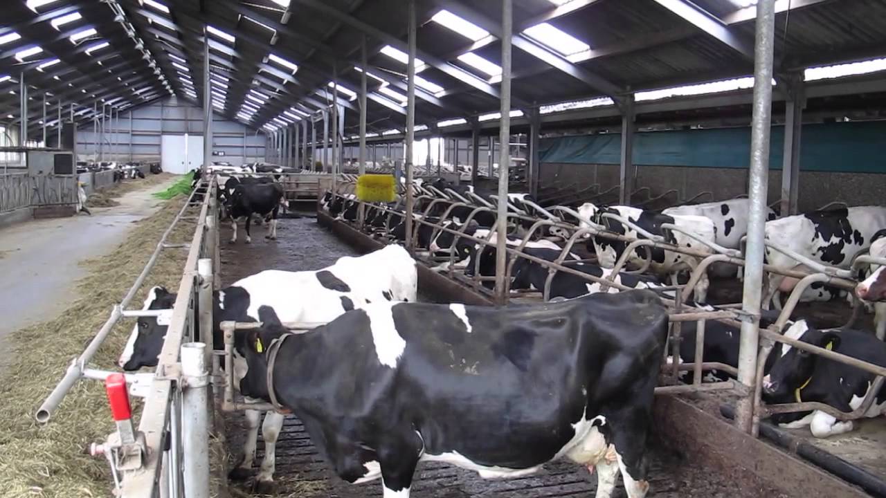 Dutch dairy farming