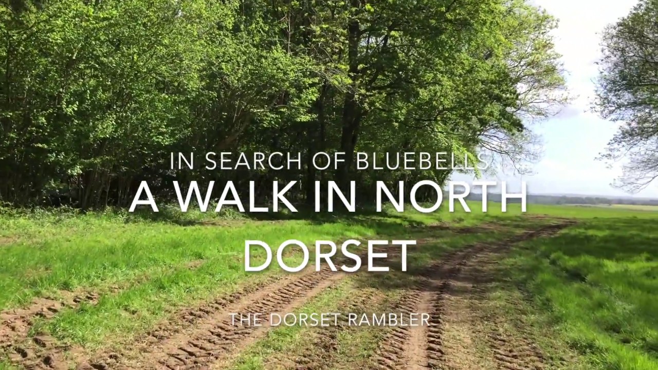 In Search of Bluebells - a North Dorset walk
