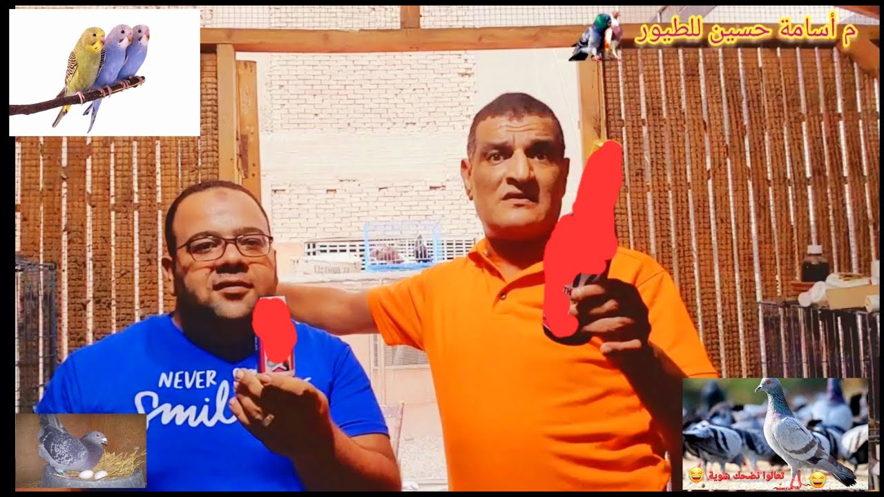 حمامك جناحاته مدلدلة ورجليه مش قادرة تشيله ؟ ماعندوش اتزان؟ مش قادر يطير؟ ولا يهمك معانا الحل الجديد