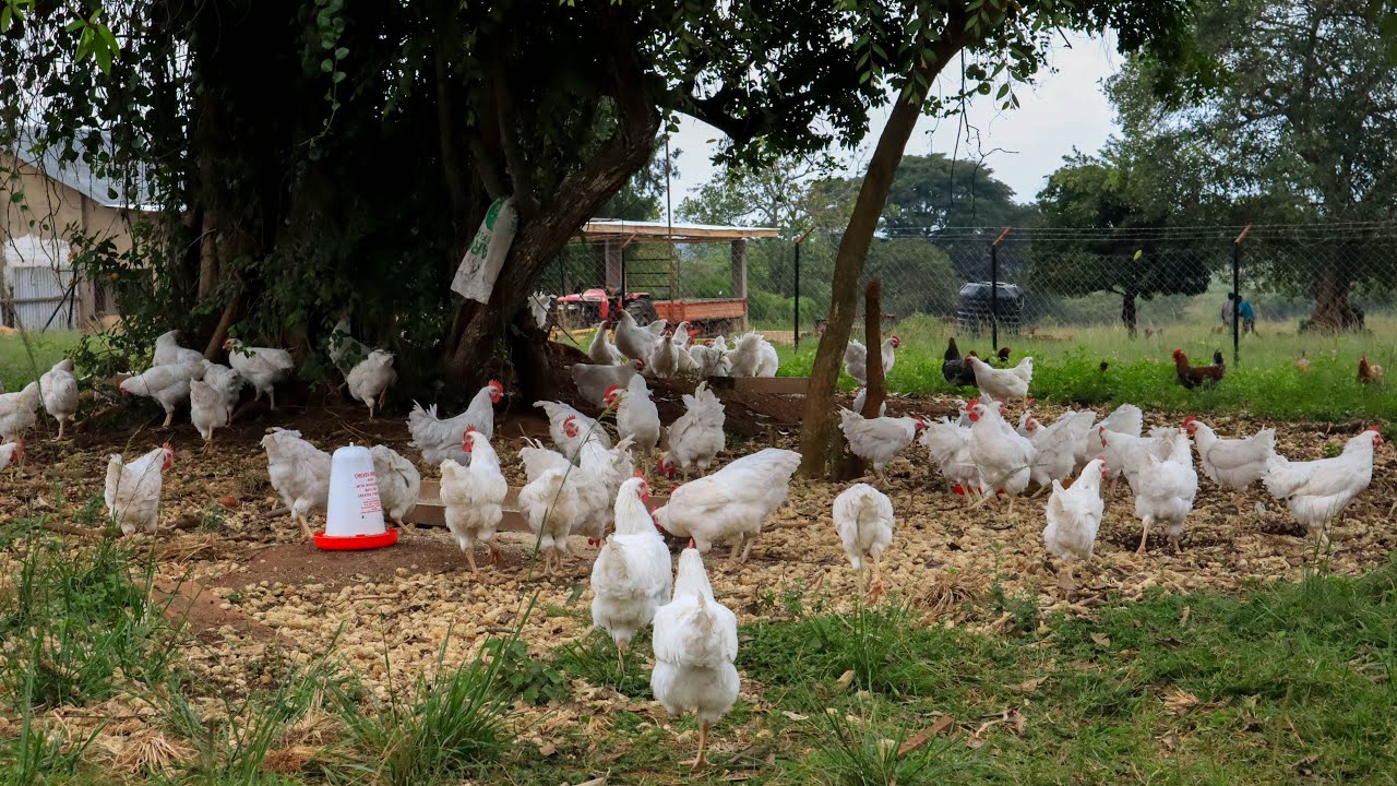 Как я выращиваю кур свободного выгула ДЕШЕВО и ПРОСТО