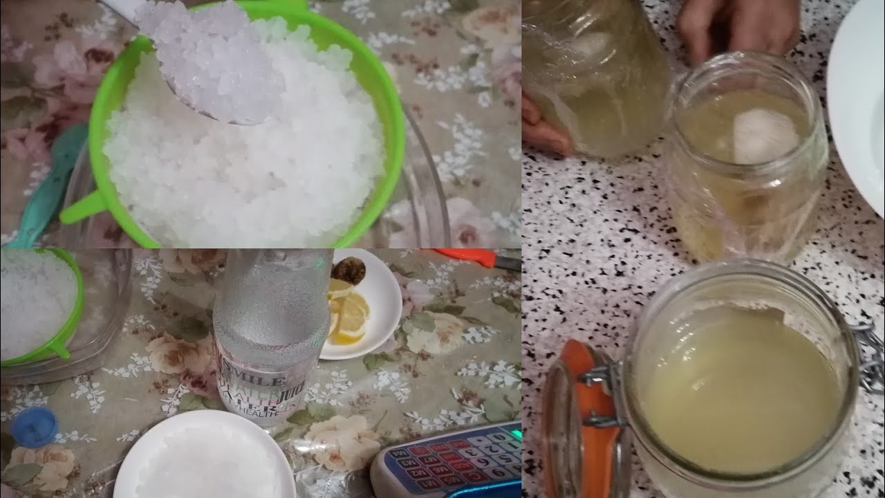 طريقة تكثير (الكفير) الصحي بطريقة مبسطة ،المرحلة الاولى