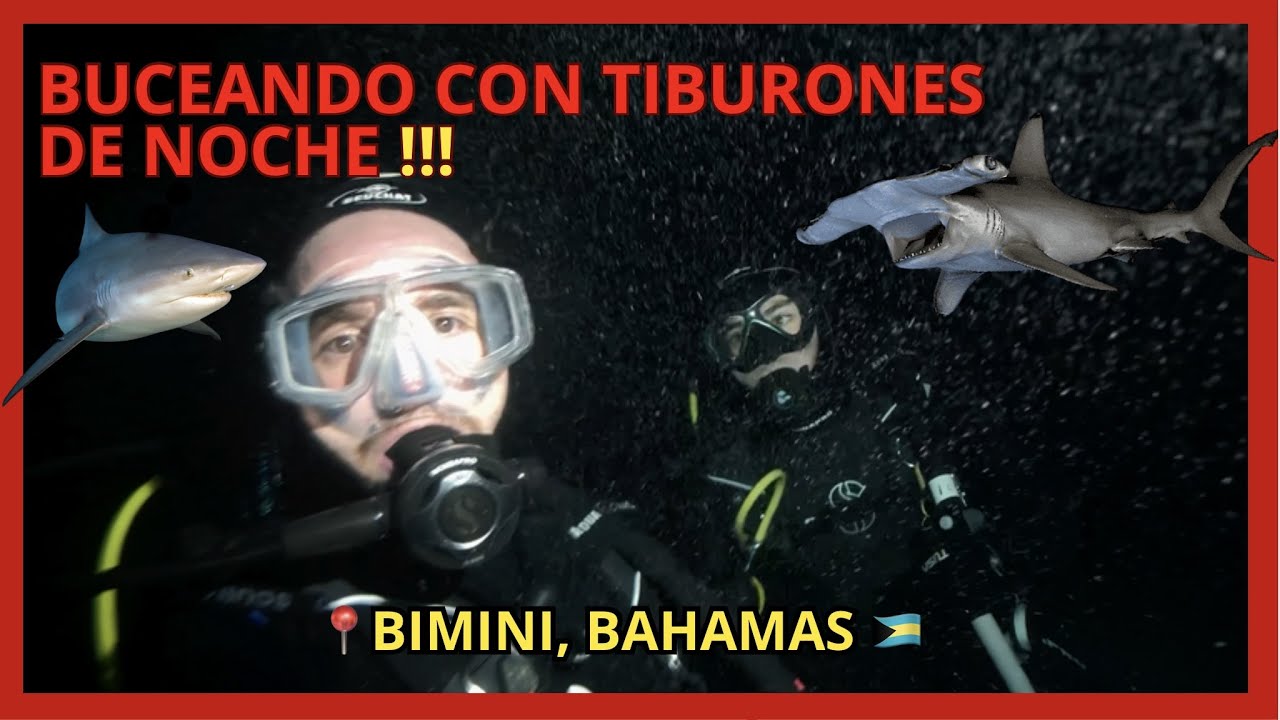 BUCEANDO DE NOCHE CON DECENAS DE TIBURONES TORO Y MARTILLOS GIGANTES 🦈 🌚 🤿  | 📍BIMINI, BAHAMAS 🇧🇸