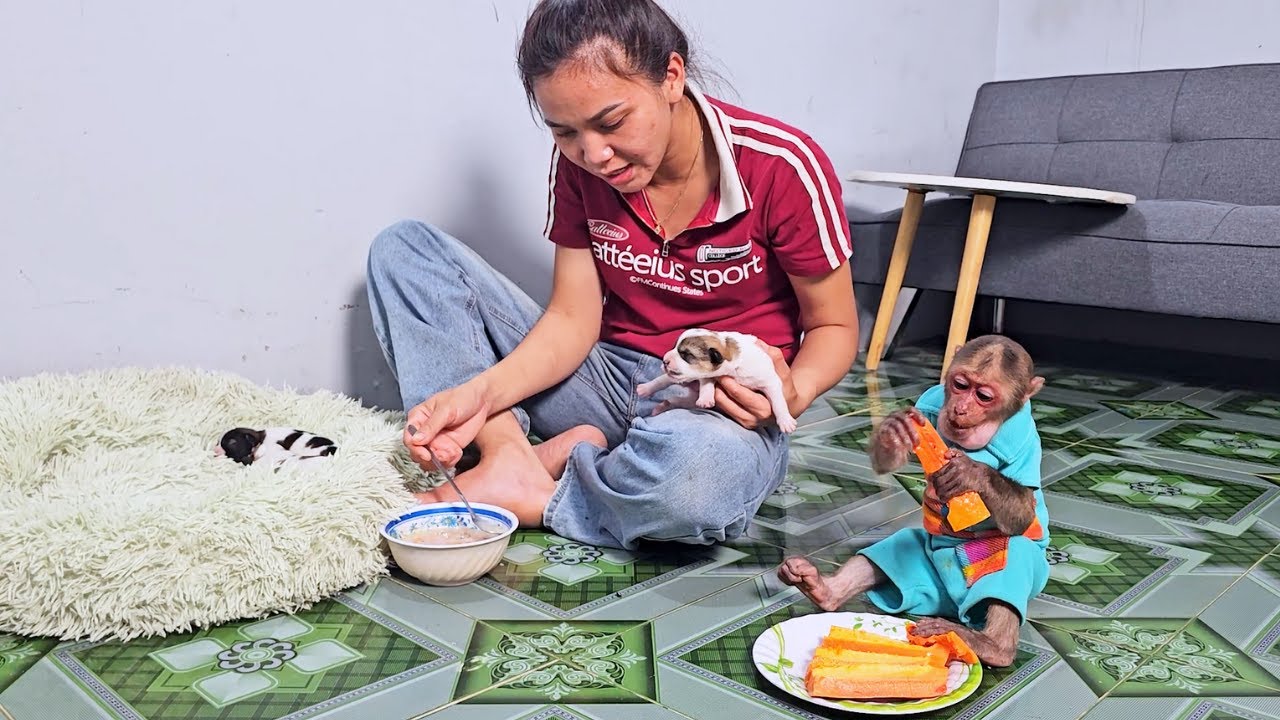 Special Cooking! SU & Puppies Enjoy Mom's Delicious Meal Together!
