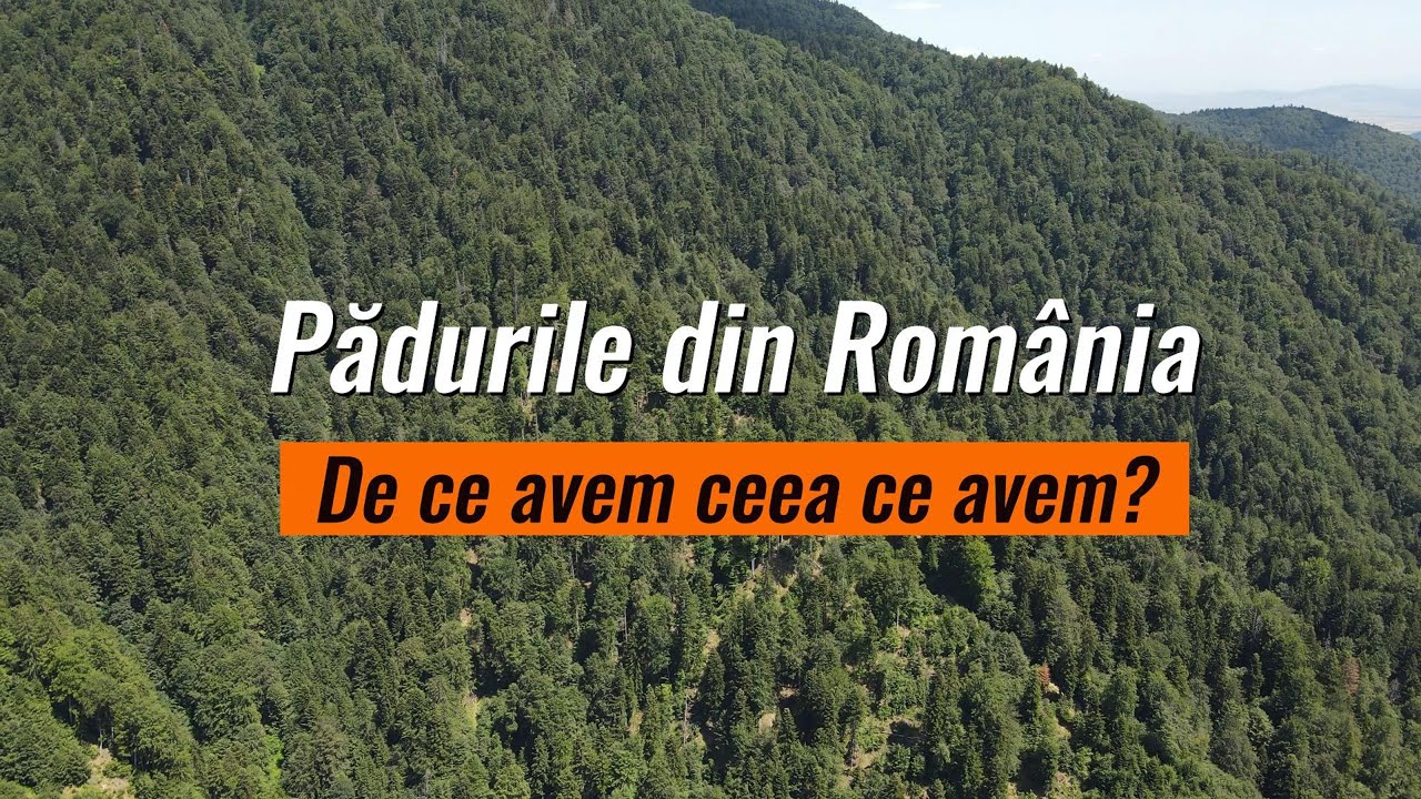 Pădurile din România: de ce avem ceea ce avem?