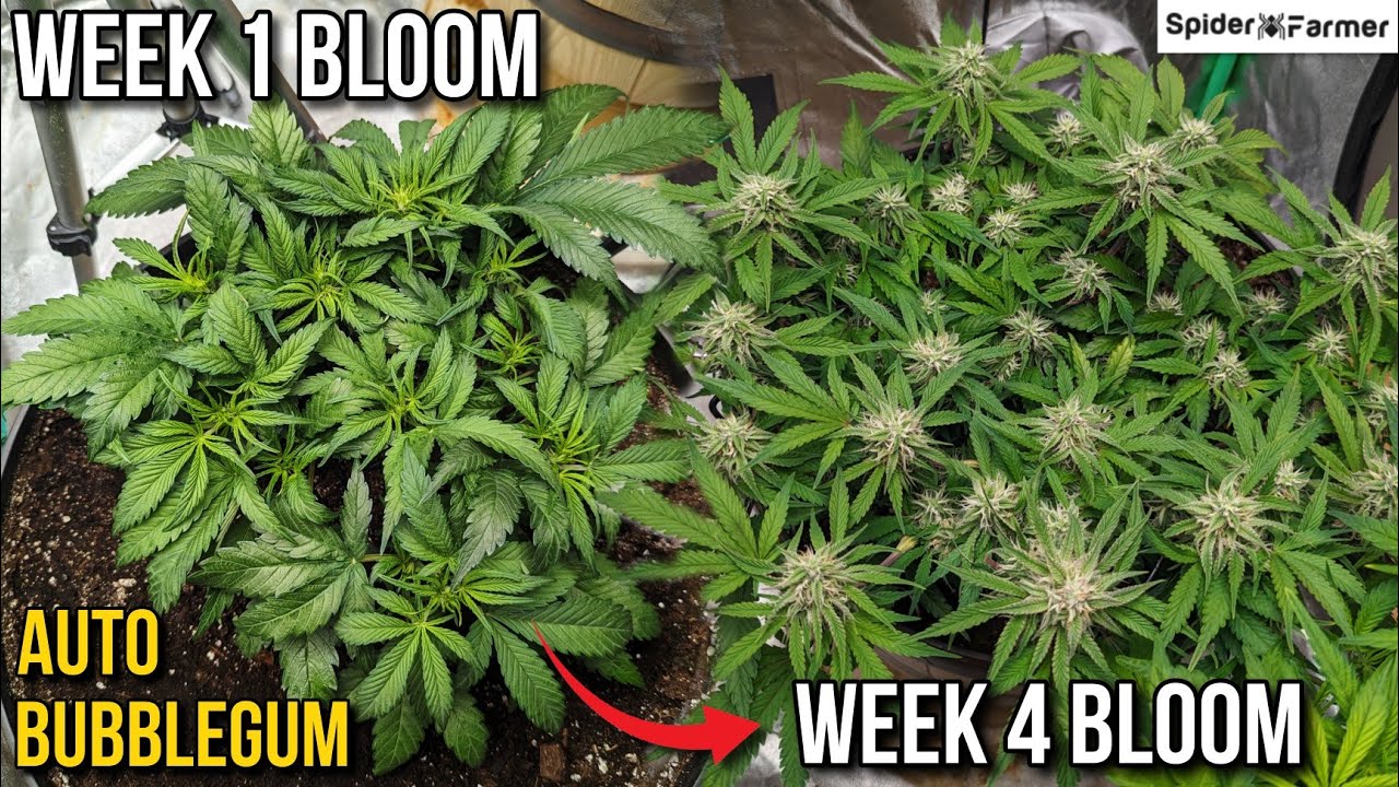 How I Grow E6- Supercrop in Bloom - Bubblegum Autoflower - Training, Harvest - Spiderfarmer SF4000
