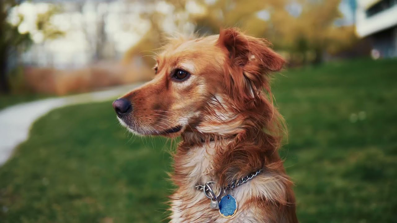 Ruby 🐶 Útulkáčik zo zlozvykmi, ktoré ju mohli stáť život ❤️‍🩹