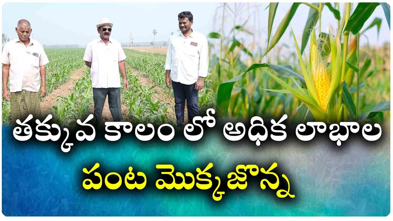 రైతుల ఆర్థికాభివృద్ధి కి మొక్కజొన్న సాగు కీలకం..| సీడ్ ప్రొడక్షన్ ద్వారా లాభలబాటలో మొక్క జొన్న