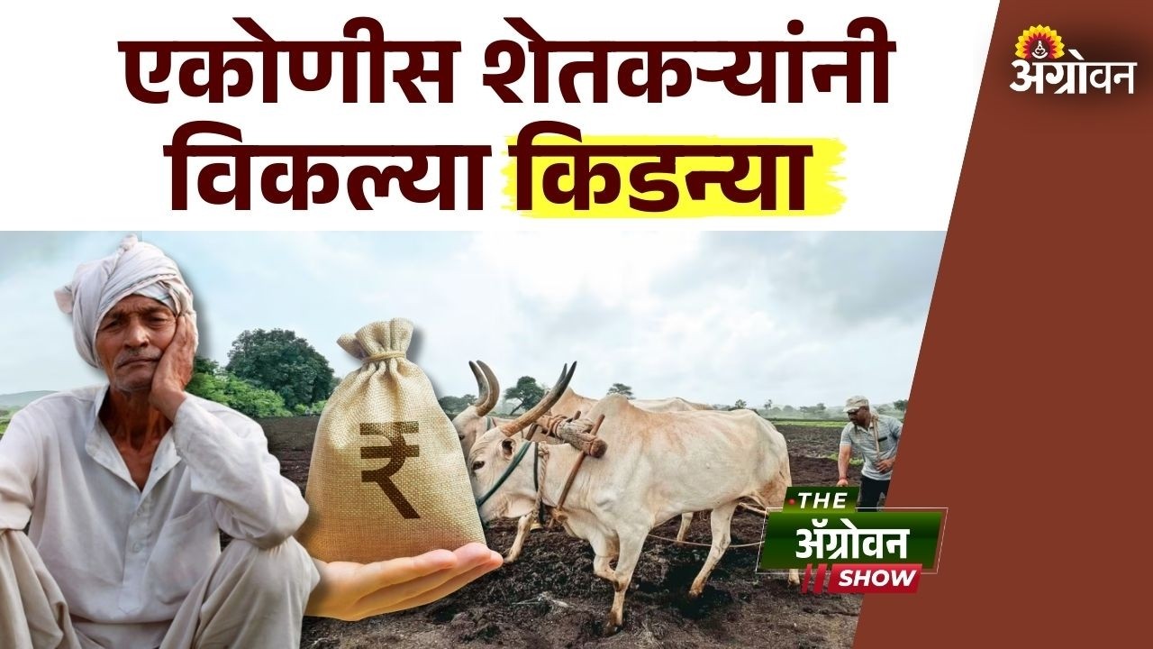 Farmer Kindey News: खासगी सावकारांचे कर्ज फेडण्यासाठी शेतकऱ्यांनी विकली किडनी| Agrowon